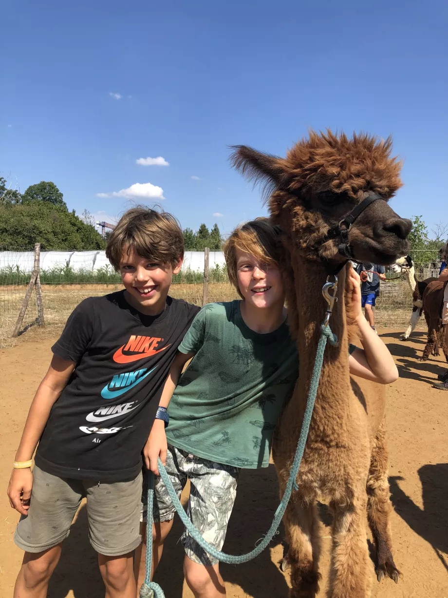 Alpaca